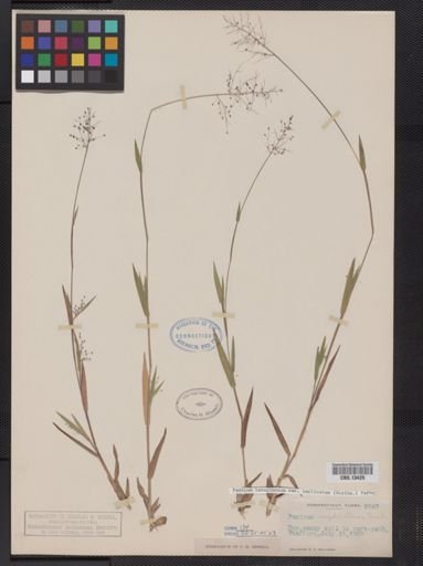 Panicum lanuginosum