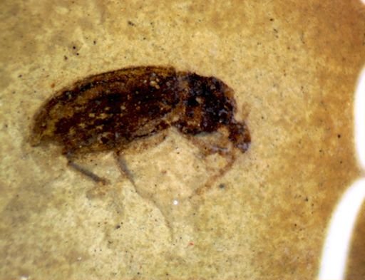 Hexapoda?