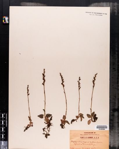 Plantae