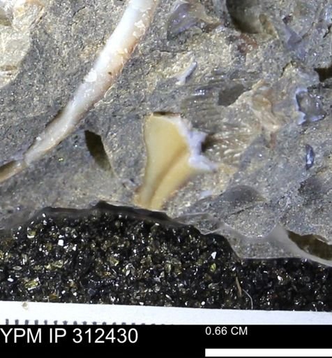 undet. Mollusca