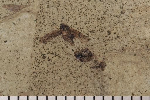 Auchenorrhyncha