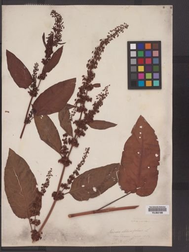 Rumex obtusifolius
