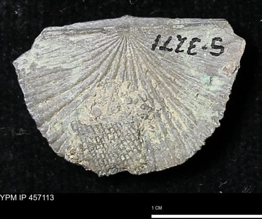 Stropheodonta sp.