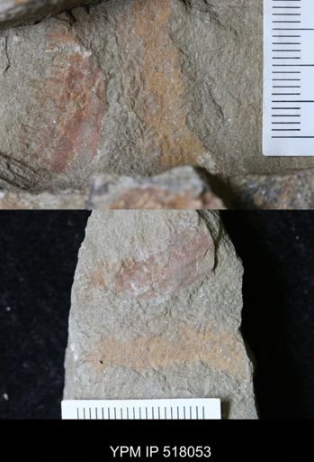 Hurdiidae