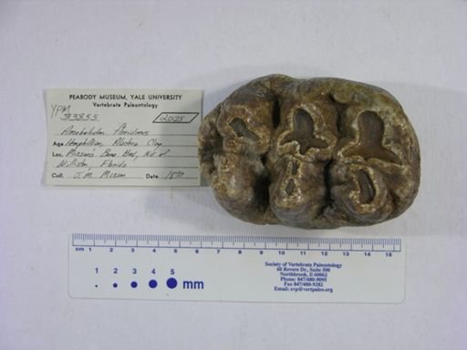 Amebelodon floridanus