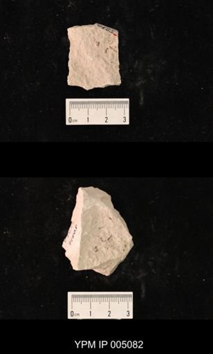 Psocidium kansasense