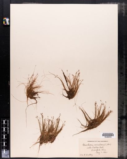 Eleocharis