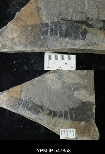 Hughmilleria socialis