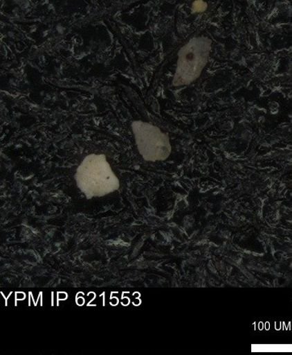 undet. Foraminiferida