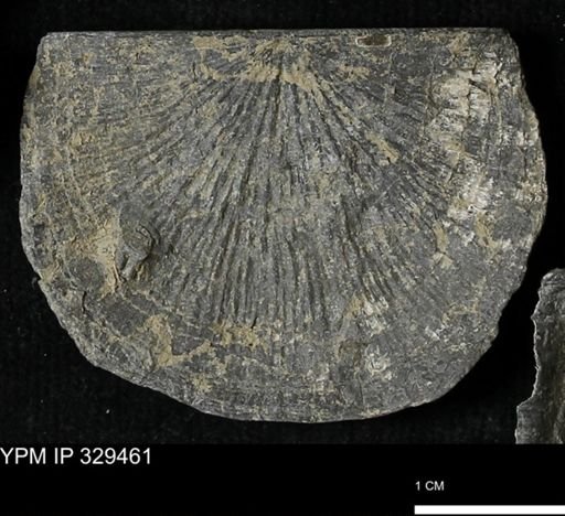 Stropheodonta demissa