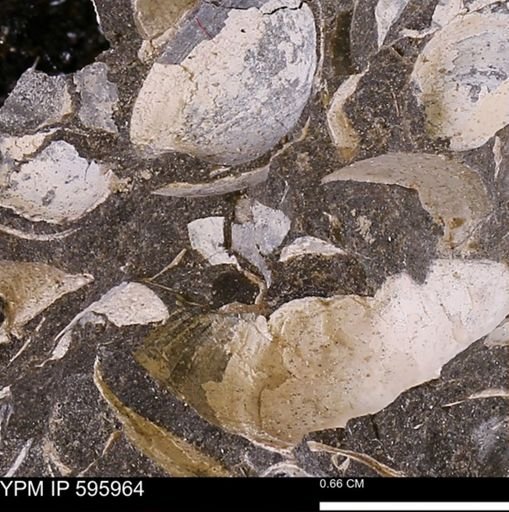 undet. Bivalvia