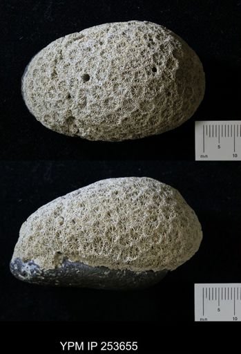 Goniopora websteri