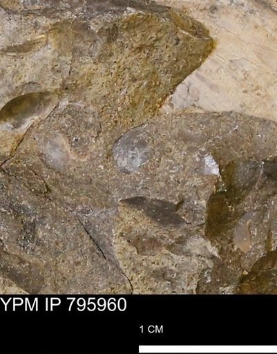 Protocardia