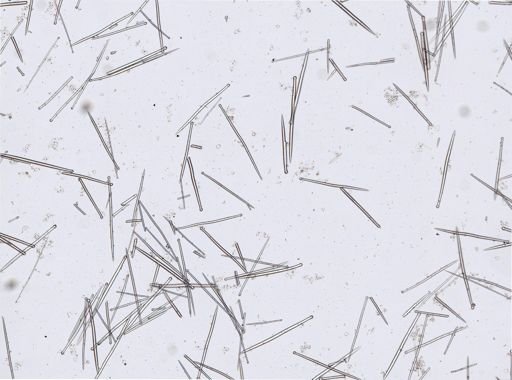 Suberites sp.