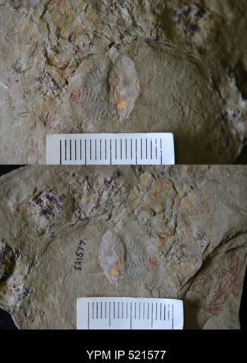 undet. Arthropoda