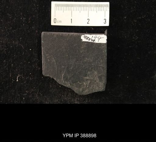 undet. Spinicaudata