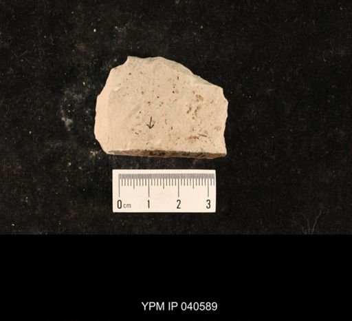Grylloblattida