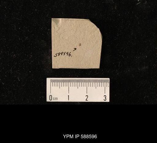 undet. Coleoptera