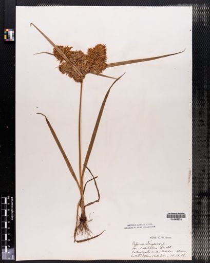 Cyperus strigosus
