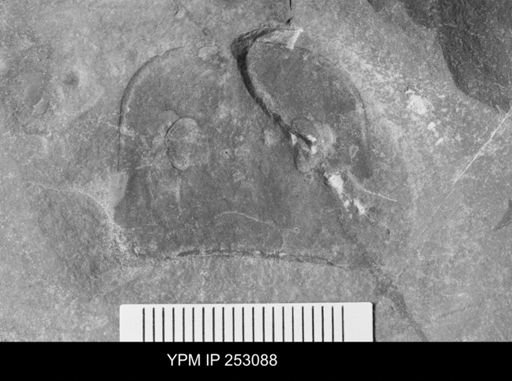 Eurypterus sp.