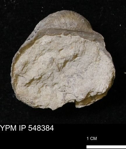 Stropheodonta navalis