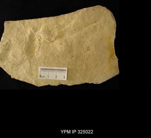Mecochirus longimanatus