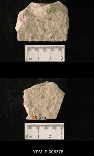 Delopsocus fasciatus