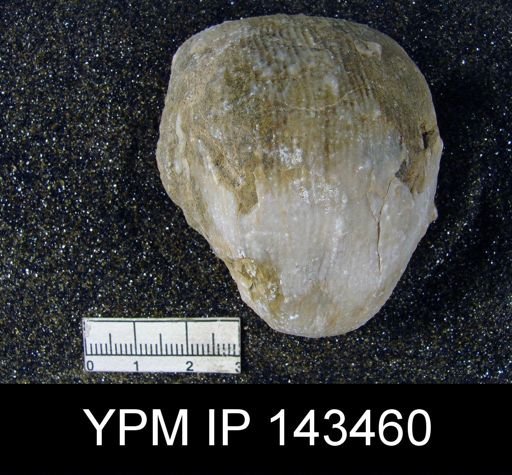 Productus (Linoproductus) lineatus