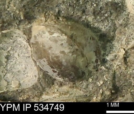 Protocardia subquadrata