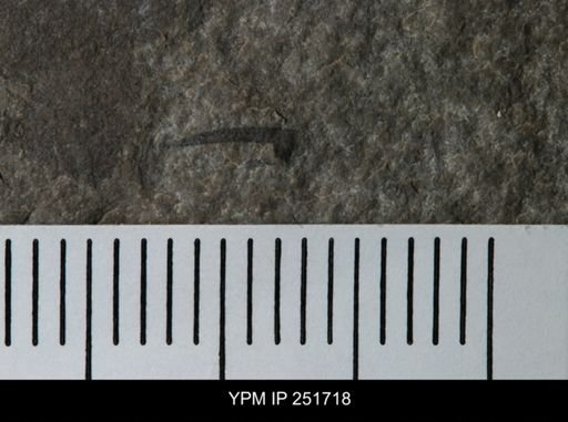 undet. Eurypterida