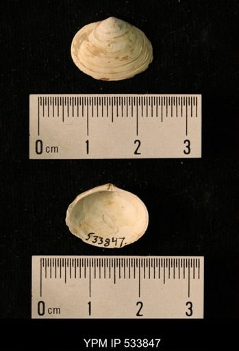 Macoma calcarea