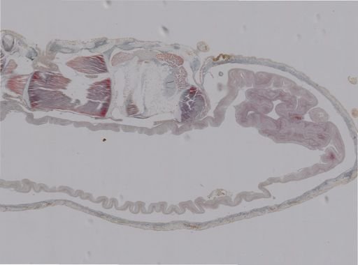 Amphipholis