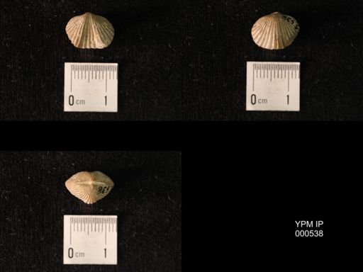Platystrophia sp.