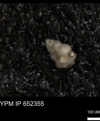 undet. Heterohelicidae