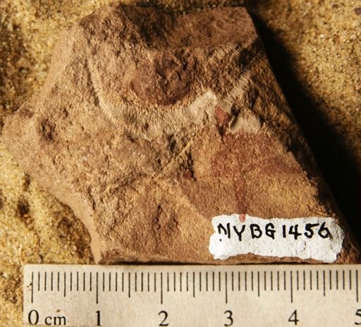Coniferites ovatus