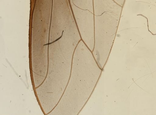 Bombylius major