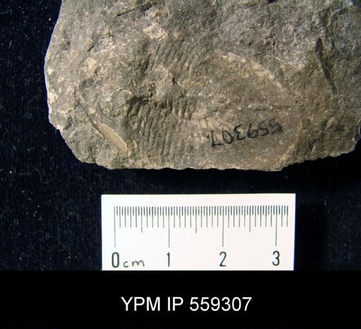 Bronteus planus