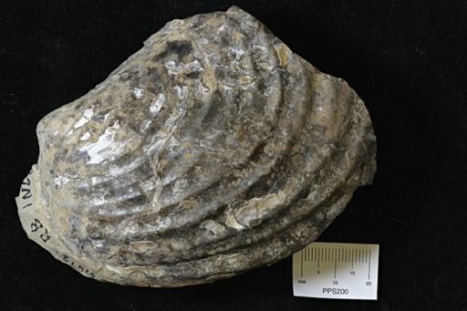 Inoceramus sp.