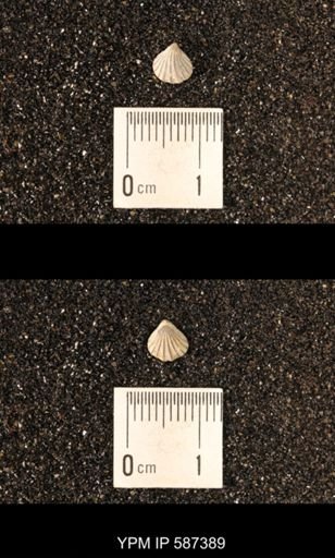 Camarotoechia whitei