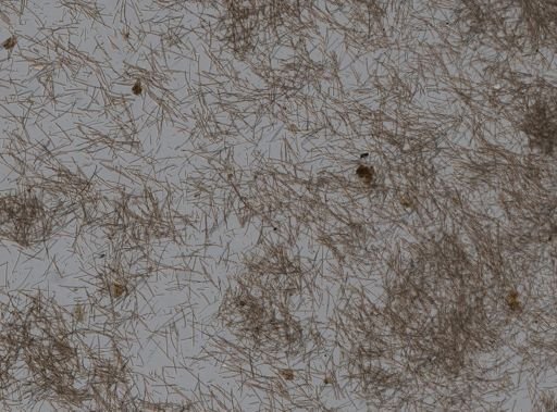 Iotrochota sp.