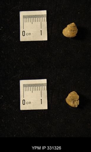 Phymatopleura lineatus