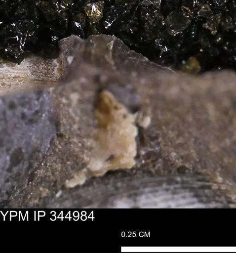 Limopsis striatopunctatus