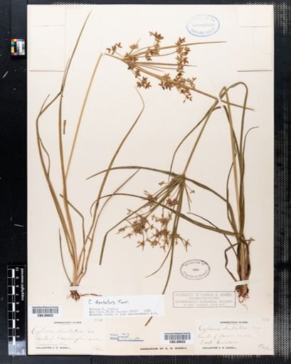 Cyperus dentatus