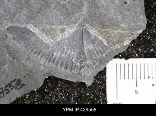Mucrospirifer mucronatus