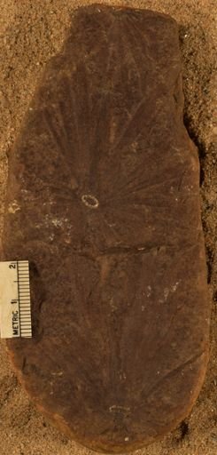 Annularia