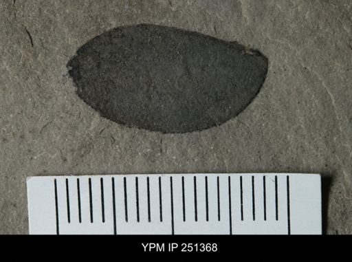 undet. Eurypterida