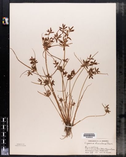 Cyperus diandrus