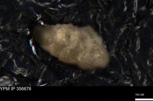 undet. Foraminiferida