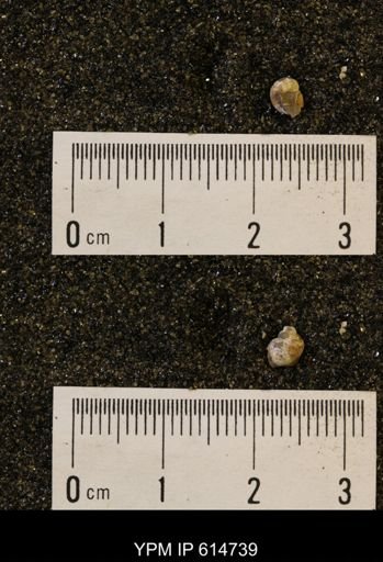 Euspira sp.