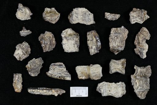 undet. Actinopterygii